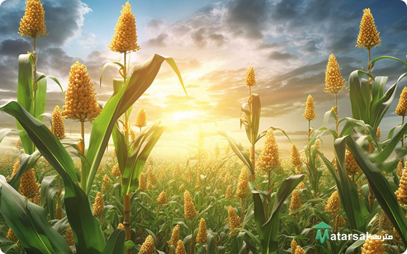 آیا محصولات تراریخته برای بدن مضر است؟ - transgenic