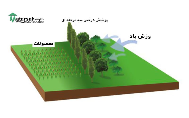 جلوگیری از سرما زدگی درختان