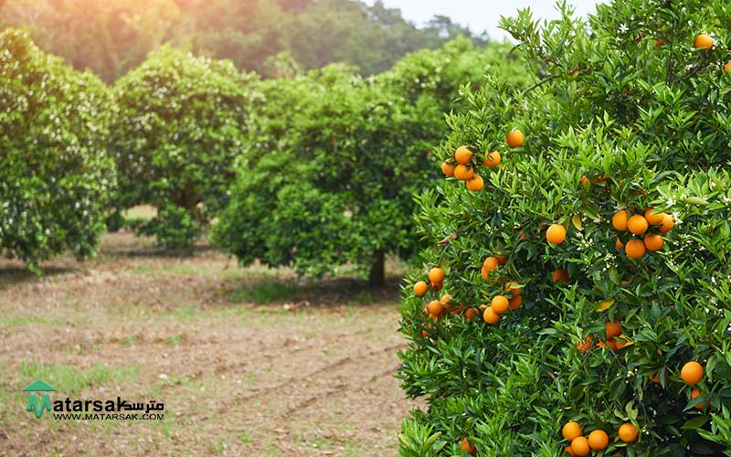 افزایش باردهی درختان