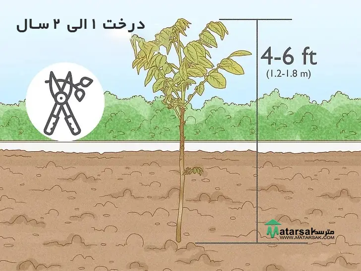 هرس درخت گردو | Walnut Tree Pruning