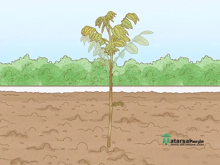 هرس درخت گردو | Walnut Tree Pruning