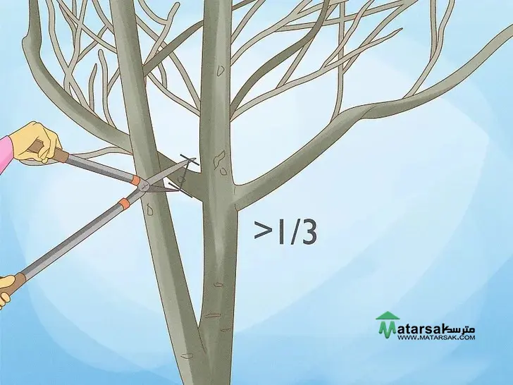 هرس درخت گردو | Walnut Tree Pruning