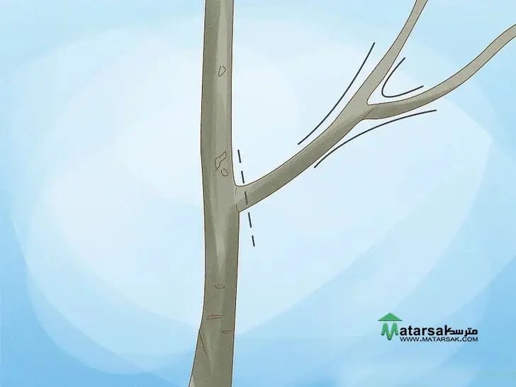 هرس درخت گردو | Walnut Tree Pruning
