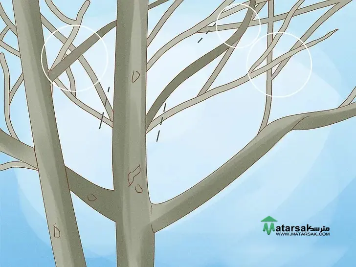 هرس درخت گردو | Walnut Tree Pruning