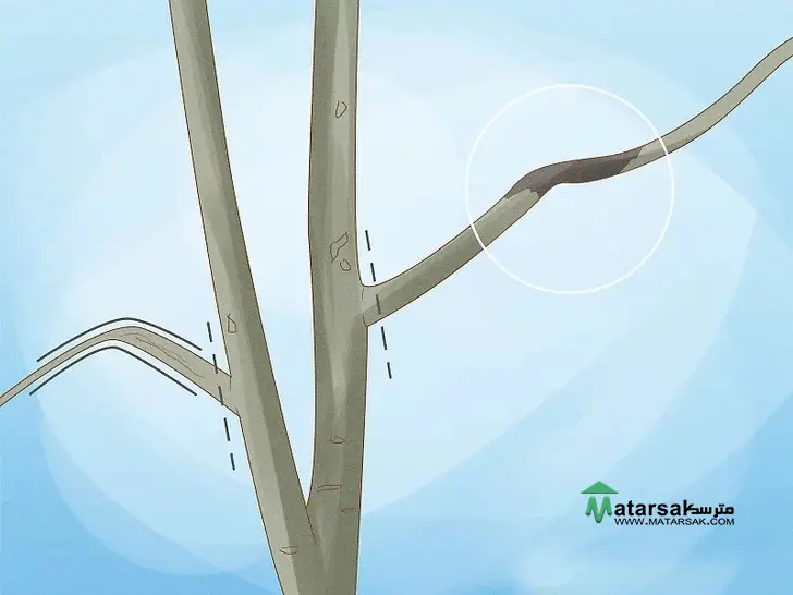هرس درخت گردو | Walnut Tree Pruning