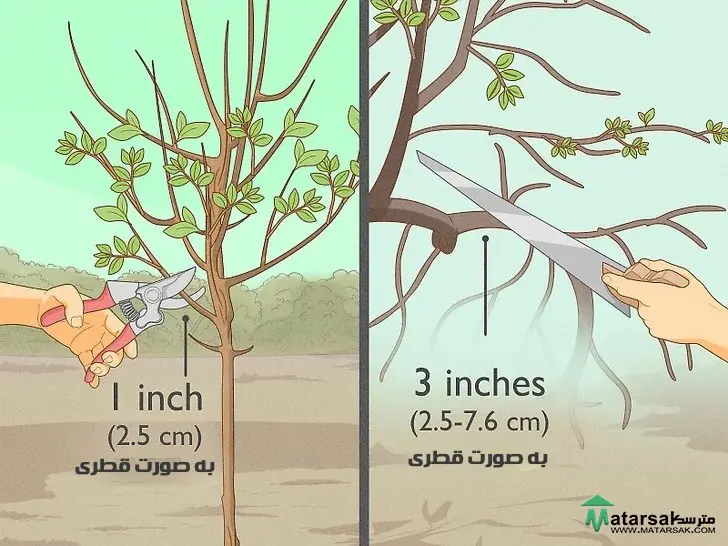 آموزش هرس درخت سیب How to Prune Apple Tree 