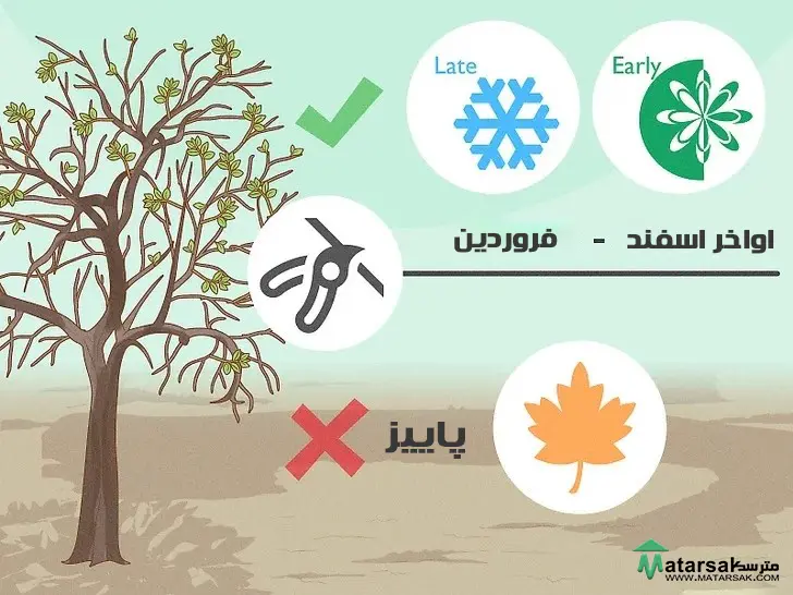 چگونه درخ سیب را هرس کنیم