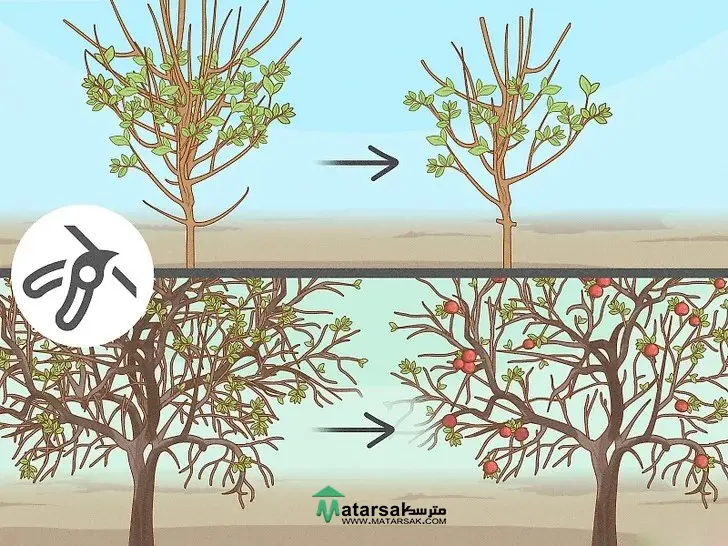 آموزش هرس درخت سیب How to Prune Apple Tree