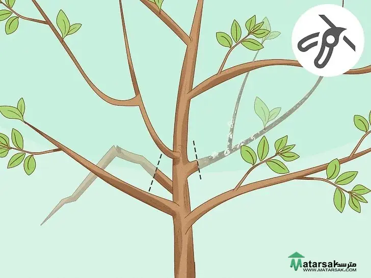 آموزش هرس درخت سیب بالغ