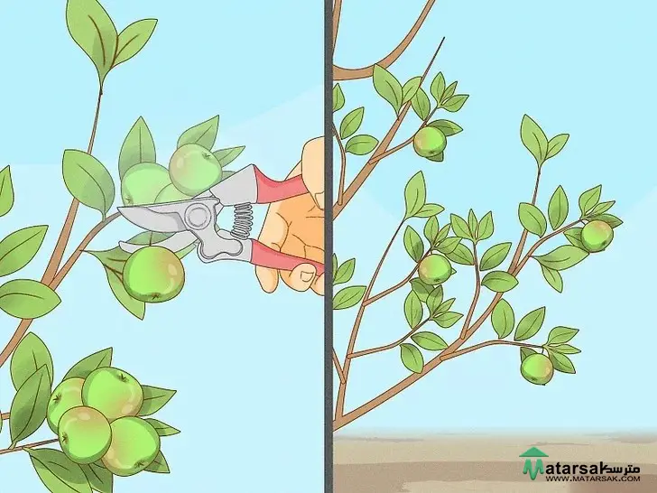 آموزش هرس درخت سیب How to Prune Apple Tree