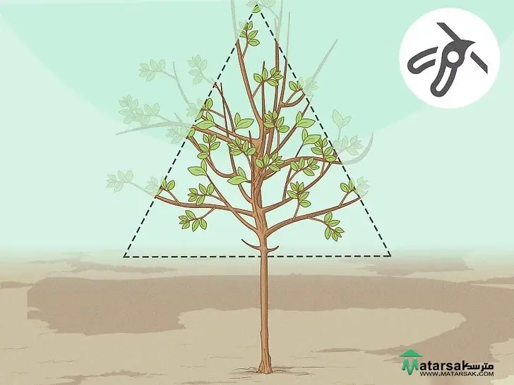 آموزش هرس درخت سیب How to Prune Apple Tree