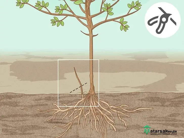 آموزش هرس درخت سیب بالغ
