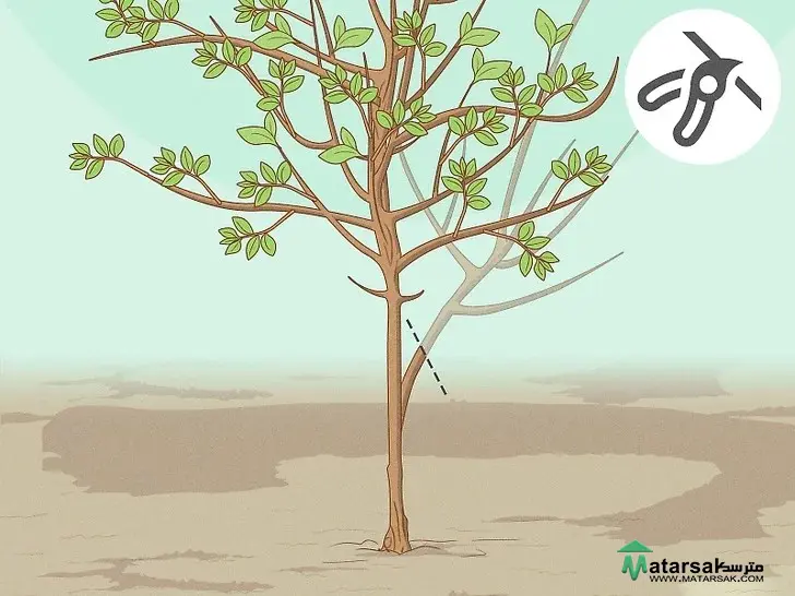 آموزش هرس درخت سیب How to Prune Apple Tree