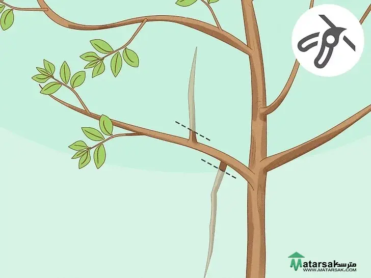 آموزش هرس درخت سیب بالغ