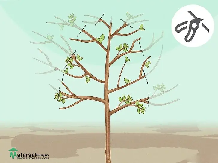 آموزش هرس درخت سیب How to Prune Apple Tree