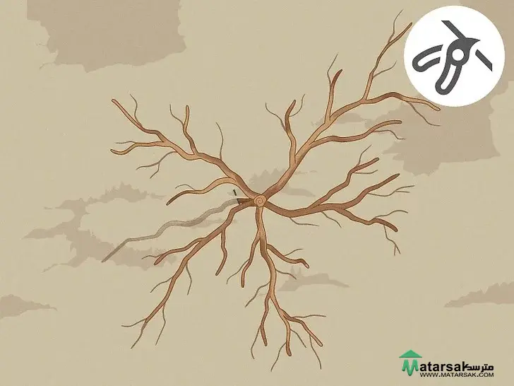 آموزش هرس درخت سیب How to Prune Apple Tree