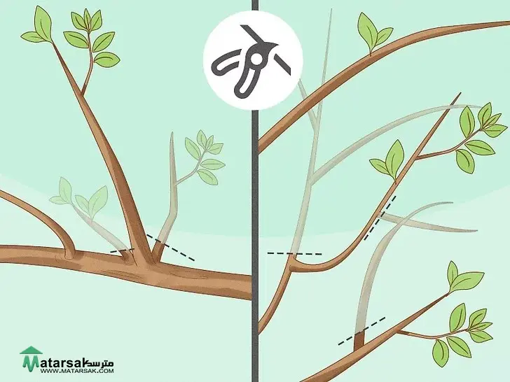 آموزش هرس درخت سیب بالغ