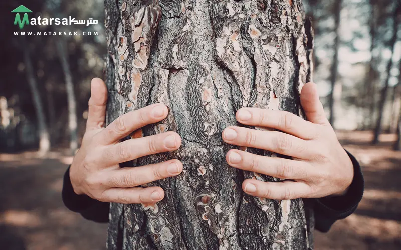 برای جلوگیری از سرما زددگی درخت چیکار کنیم