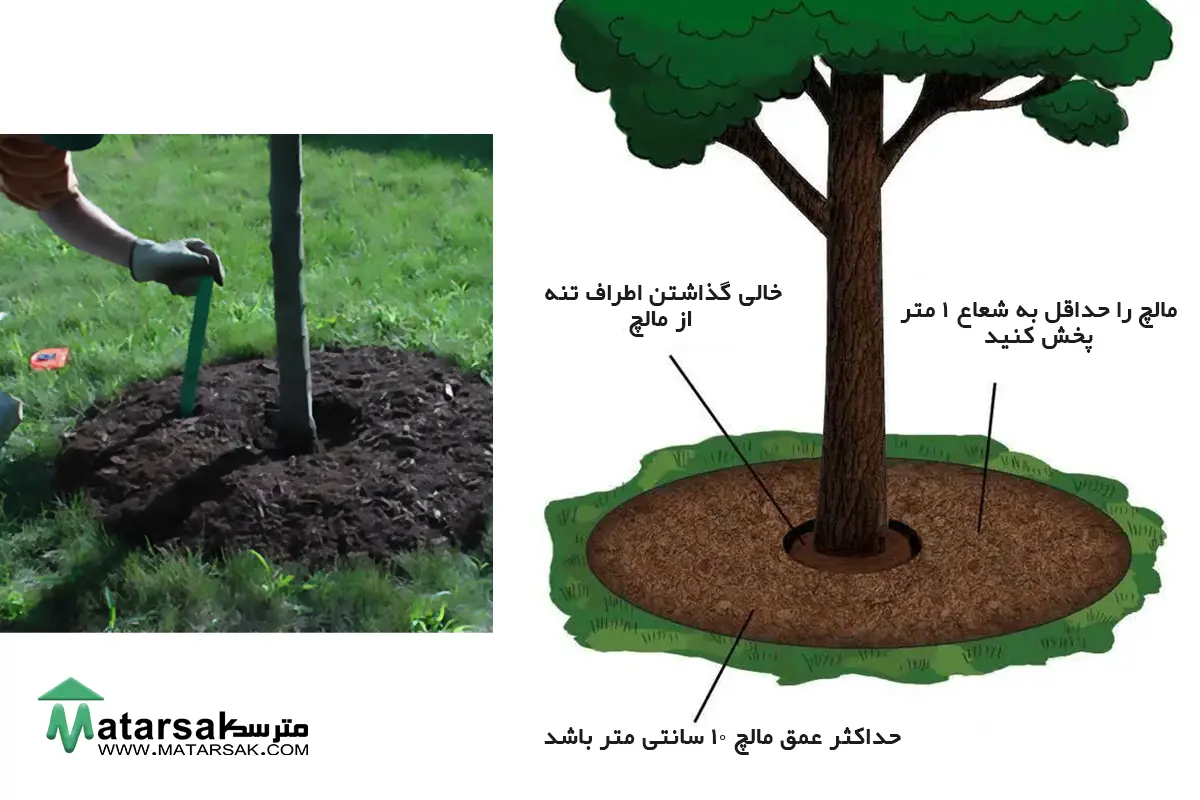 ترفندهای جلوگیری از سرما زدگی درختان ترفند مالچ پاشی