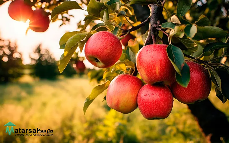 5 درخت پول ساز درختان پول ساز