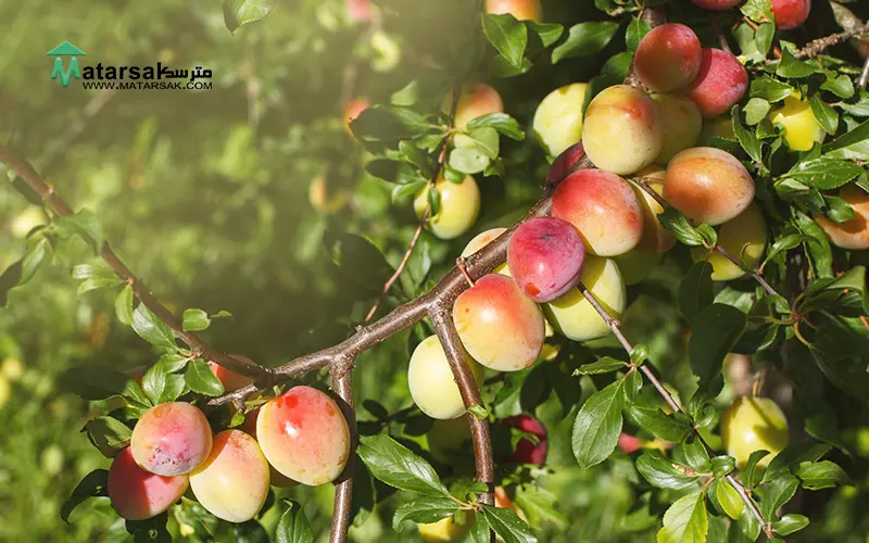 درخت هلو در حیاط کاشت درخت هلو در حیاط