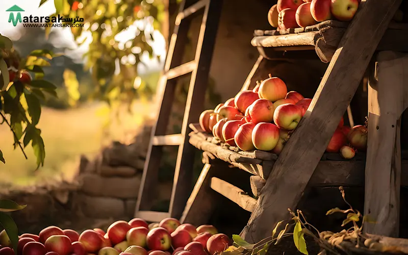 درخت سیب برای حیاط کاشت درخت سیب در حیاط
