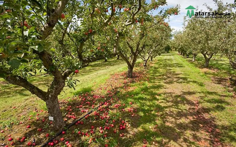 چگونه باغ پر از میوه داشته باشیم