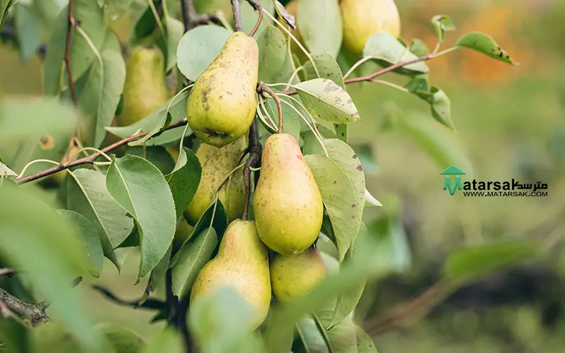کاشت درخت گلابی در حیاط گلابی برای حیاط