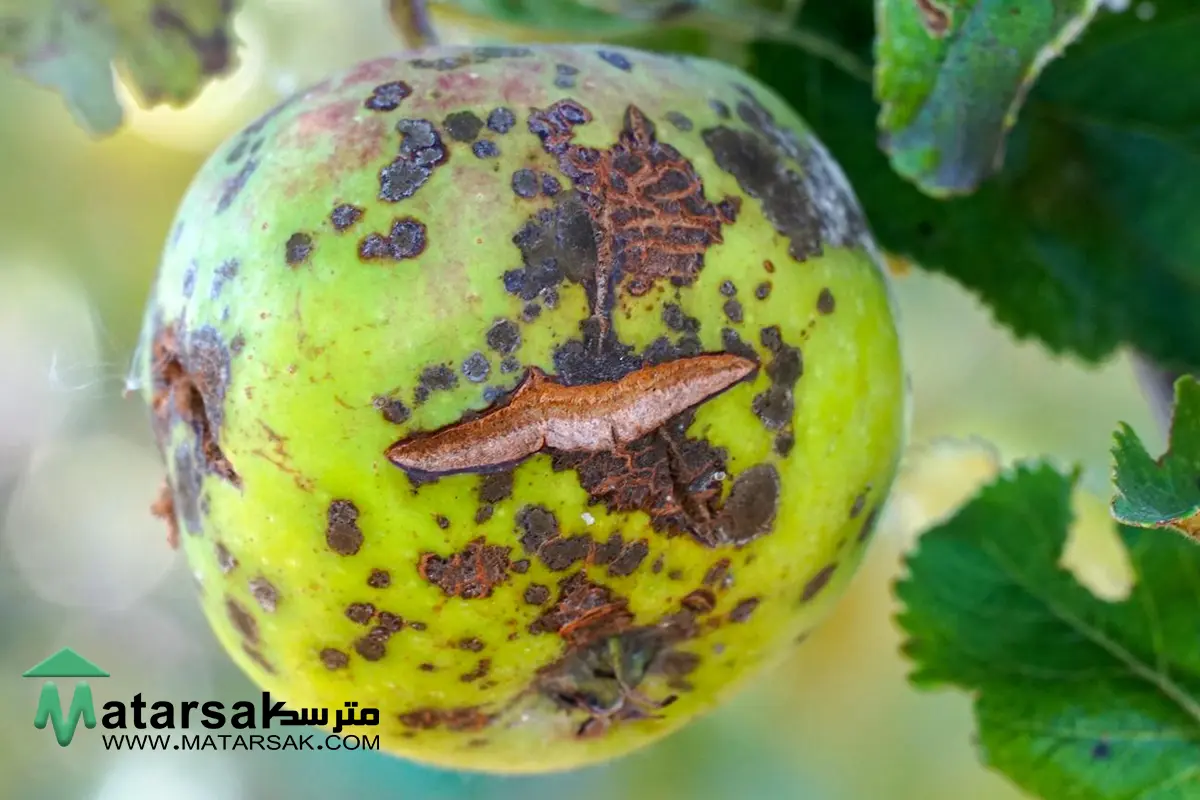 باغم کم بار میده چیکار کنم علت میوه ندادن درخت