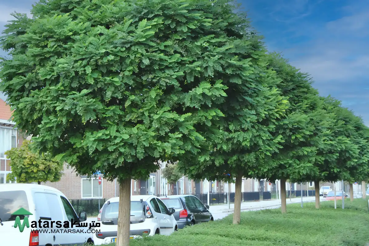این 4 درخت تو باغت نکار درختان مضر باغ درختان ممنوعه در باغ درختان بد برای باغ مترسک