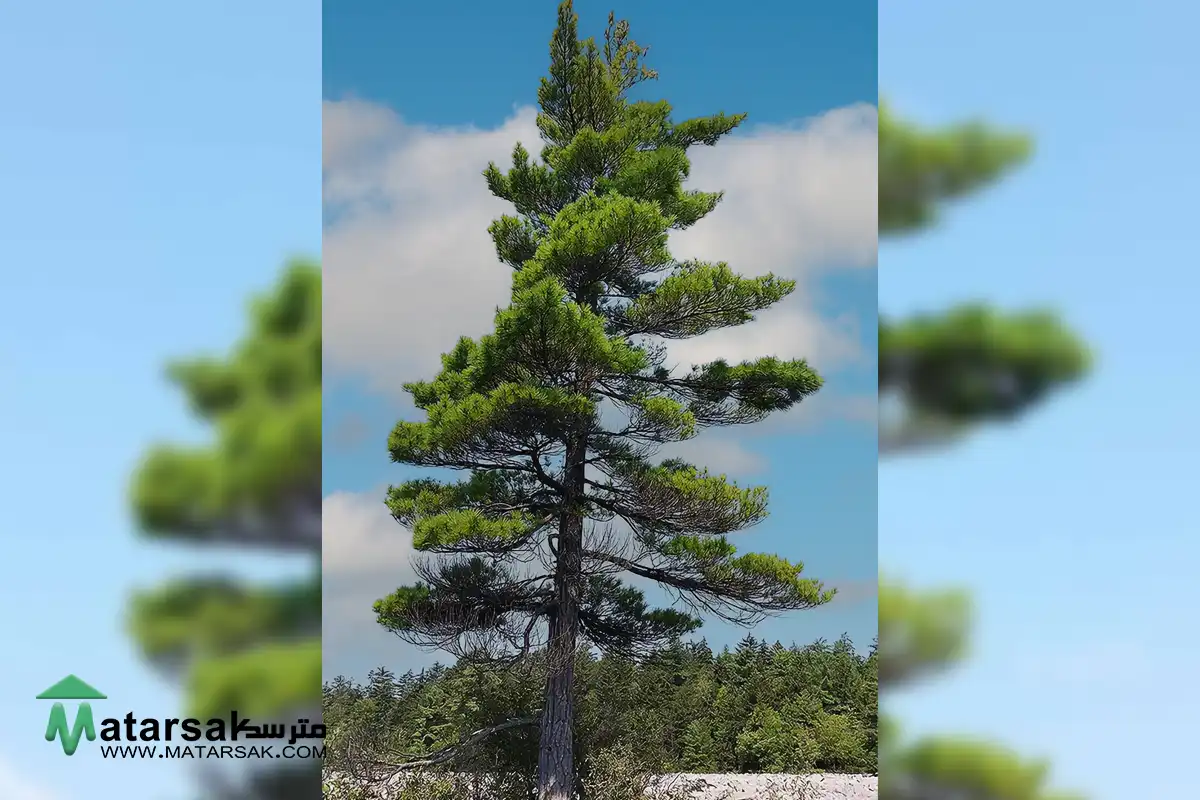 این 4 درخت تو باغت نکار درختان مضر باغ درختان ممنوعه در باغ درختان بد برای باغ مترسک