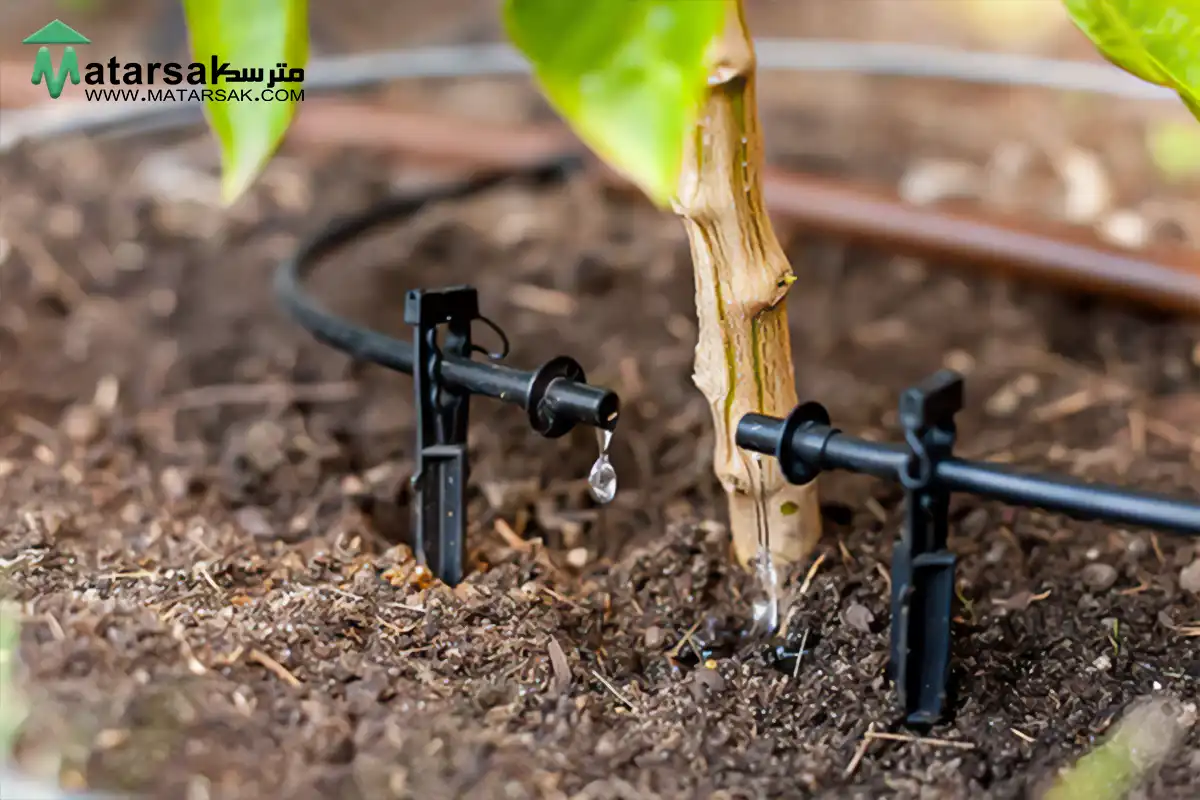 راهنمای رفع تشنگی درختان رفع تشنگی درخت مترسک