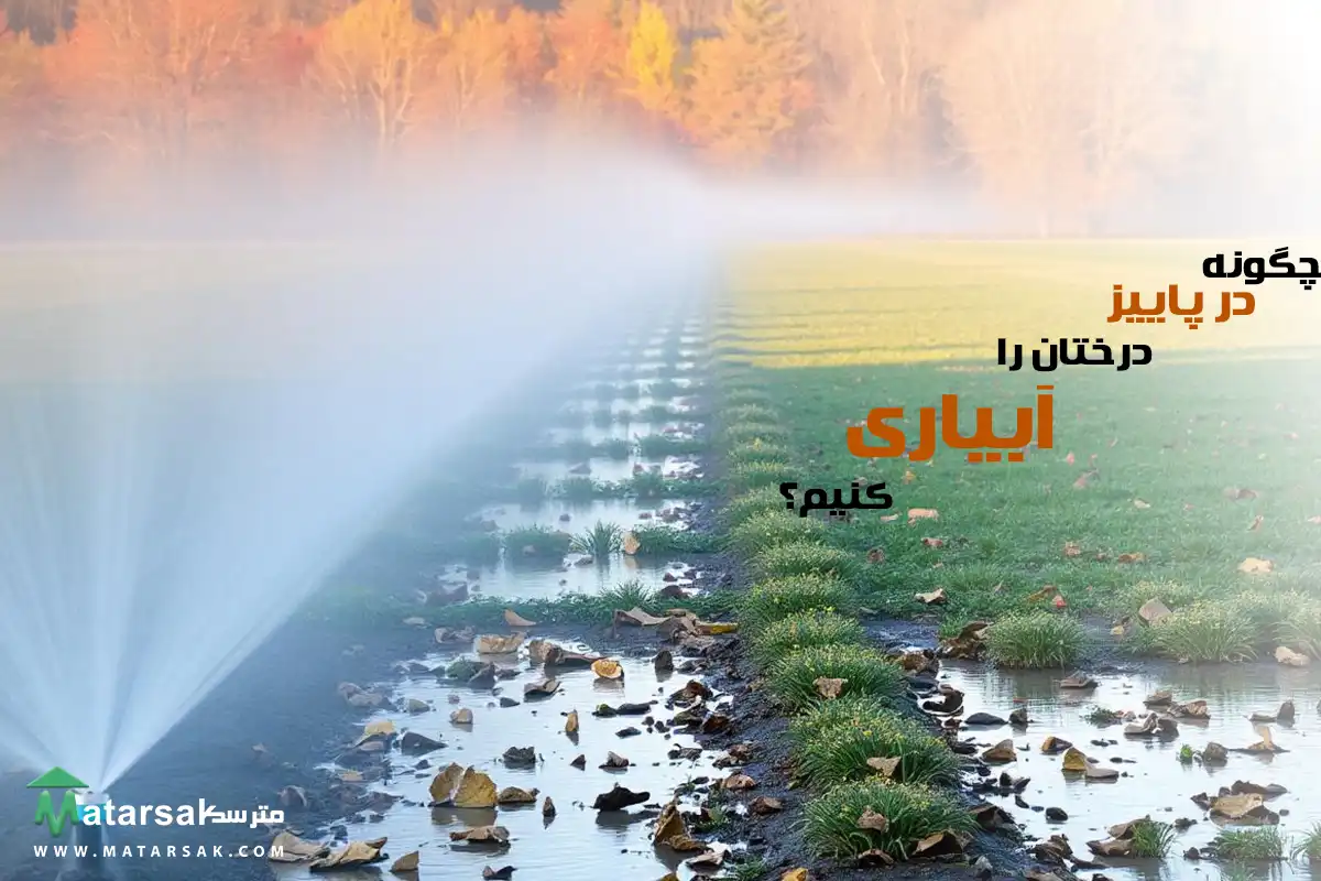 آبیاری در پاییز آبیاری پاییزه چگونه در پاییز درختان را آبیاری کنیم مترسک