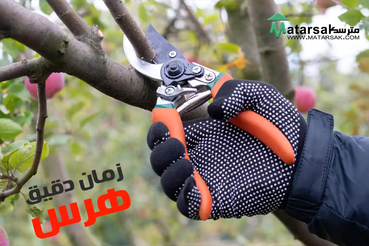 زمان دقیق هرس چه فصلی است فصل هرس مترسک