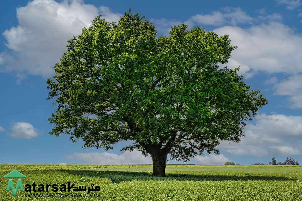 چه درختانی را نباید هرس کرد درختانی که نباید هرس شوند مترسک