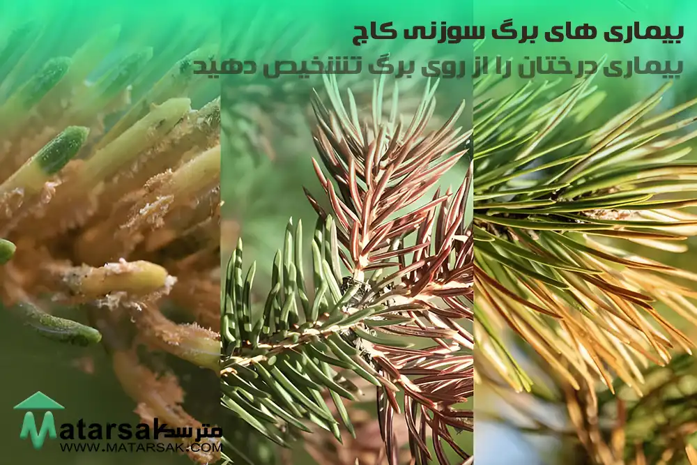 بیماری های برگ سوزنی کاج تشخیص بیماری از روی برگ بیماری درختان را از روی برگ تشخیص دهید مترسک 