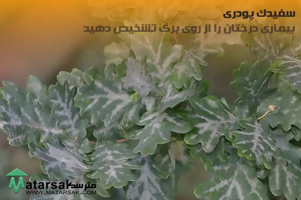 سفیدک پودری تشخیص بیماری از روی برگ بیماری درختان را از روی برگ تشخیص دهید مترسک