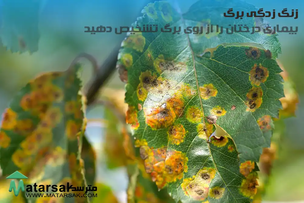 زنگ زدگی برگ تشخیص بیماری از روی برگ بیماری درختان را از روی برگ تشخیص دهید مترسک