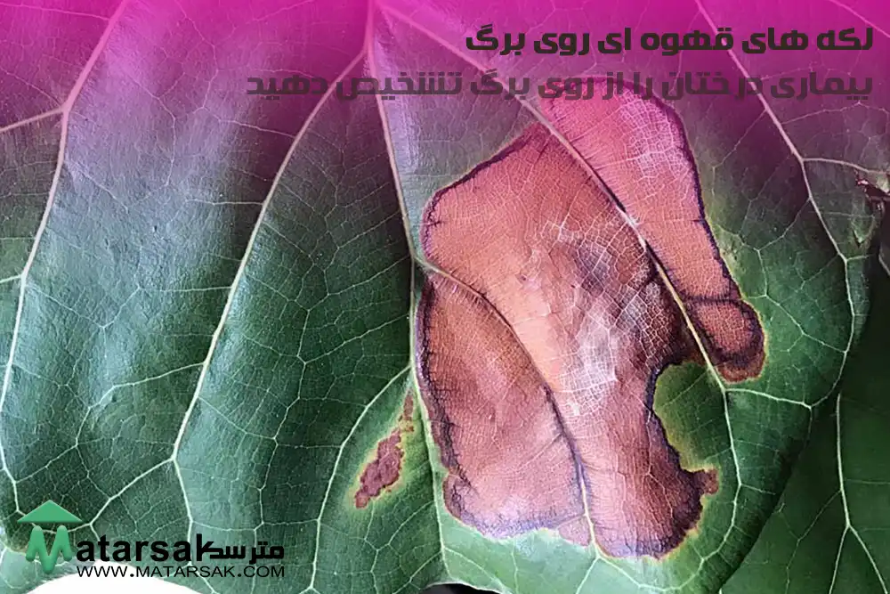 لکه های قهوه ای روی برگ تشخیص بیماری از روی برگ بیماری درختان را از روی برگ تشخیص دهید مترسک