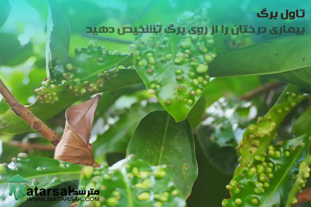تاول برگ تشخیص بیماری از روی برگ بیماری درختان را از روی برگ تشخیص دهید مترسک