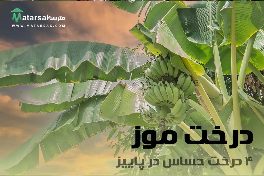 درختان حساس میوه در پاییز رسیدگی به درختان در پاییز