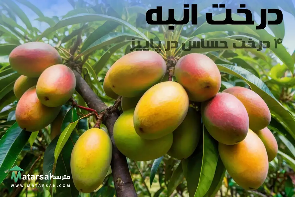 درختان حساس میوه در پاییز رسیدگی به درختان در پاییز