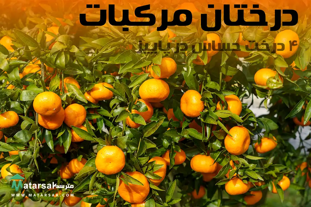 درختان حساس میوه در پاییز رسیدگی به درختان در پاییز