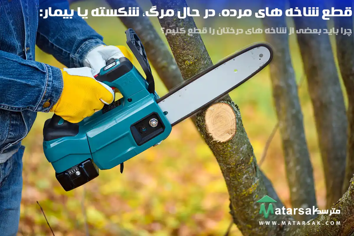 قطع شاخه های مرده، در حال مرگ، شکسته یا بیمار چرا باید بعضی از شاخه های درختان را قطع کنیم؟ قطع شاخه درختان قطع کردن شاخه های درختان قطع شاخه های بیمار قطع کردن شاخه های درختان بیمار مترسک
