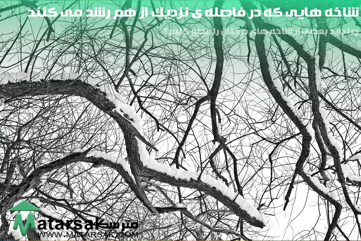 شاخه هایی که در فاصله ی نزدیک از هم رشد می کنند چرا باید بعضی از شاخه های درختان را قطع کنیم؟ قطع شاخه درختان قطع کردن شاخه های درختان قطع شاخه های بیمار قطع کردن شاخه های درختان بیمار مترسک
