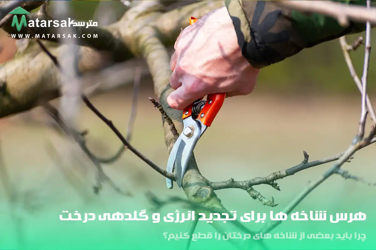 هرس شاخه ها برای تجدید انرژی و گلدهی درخت شاخه هایی که در فاصله ی نزدیک از هم رشد می کنند چرا باید بعضی از شاخه های درختان را قطع کنیم؟ قطع شاخه درختان قطع کردن شاخه های درختان قطع شاخه های بیمار قطع کردن شاخه های درختان بیمار مترسک