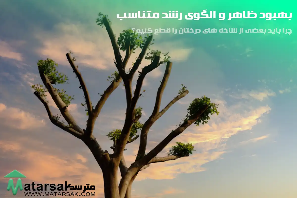 بهبود ظاهر و الگوی رشد متناسب چرا باید بعضی از شاخه های درختان را قطع کنیم؟ قطع شاخه درختان قطع کردن شاخه های درختان قطع شاخه های بیمار قطع کردن شاخه های درختان بیمار مترسک 