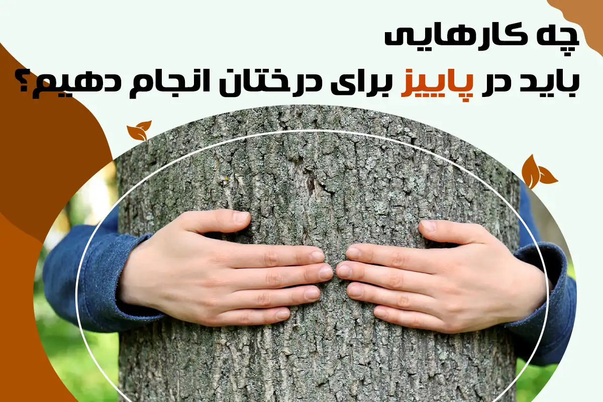 چه کارهایی باید در پاییز برای درختان انجام دهیم نگهداری درختان در پاییز مترسک