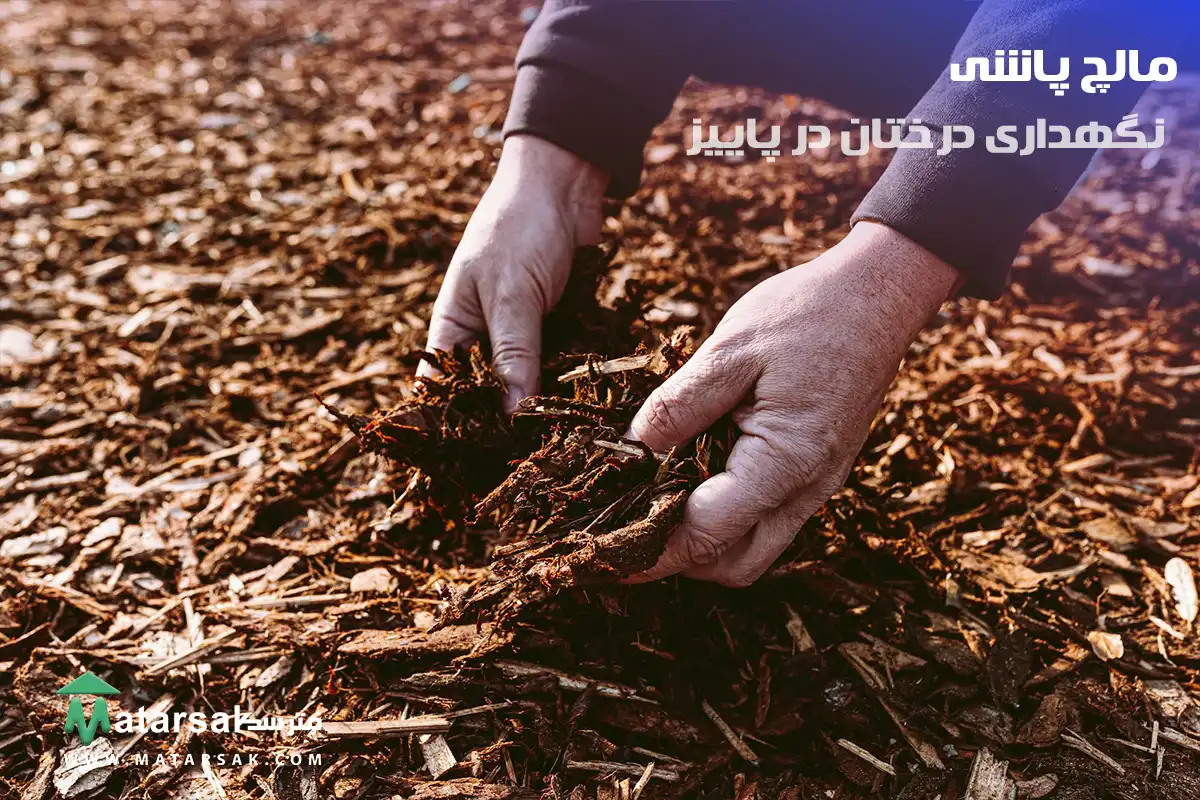 مالچ پاشی چه کارهایی باید در پاییز برای درختان انجام دهیم نگهداری درختان در پاییز مترسک