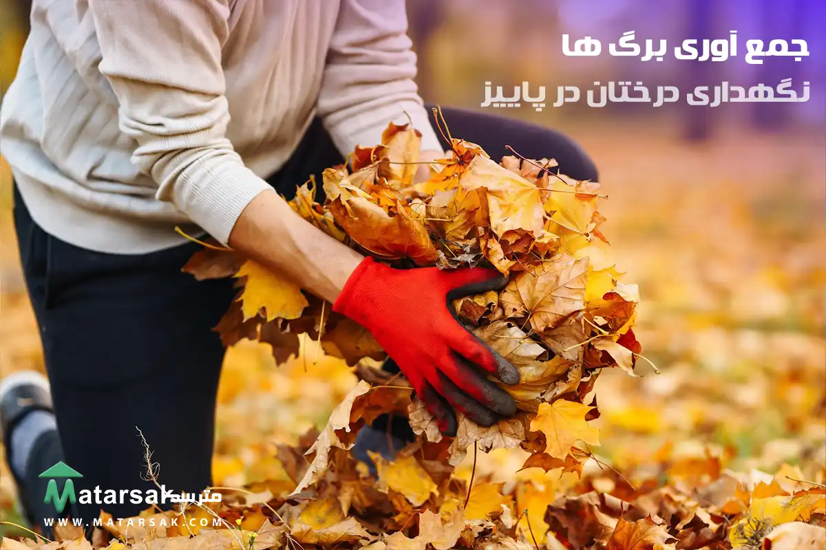 حمع آوری برگ ها چه کارهایی باید در پاییز برای درختان انجام دهیم نگهداری درختان در پاییز مترسک